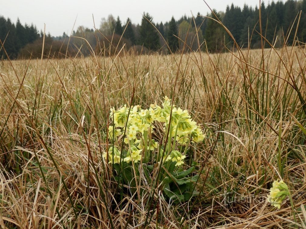 A clump of primroses higher on the edge of the reserve