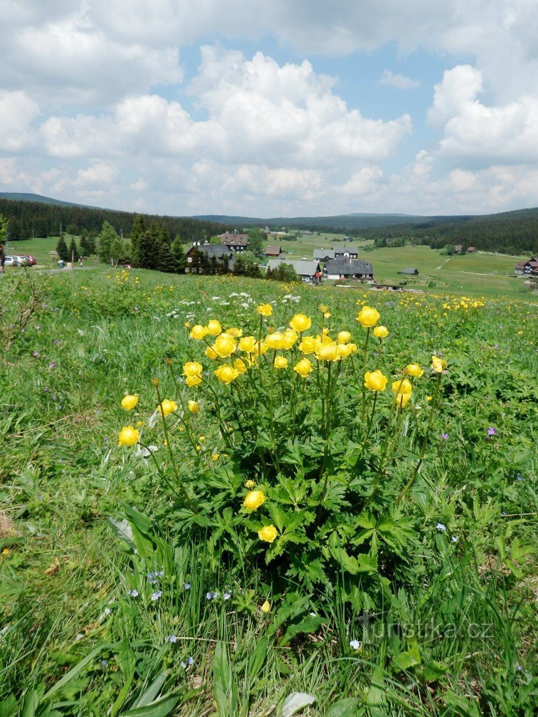 Bouquet de cendres de montagne juste à côté de la route