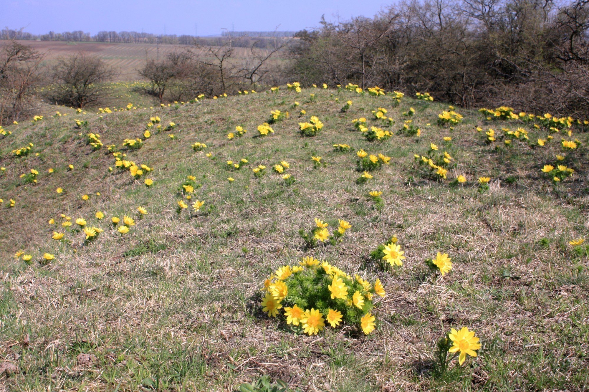 Mazzi di verbasco primaverile a Kamenice