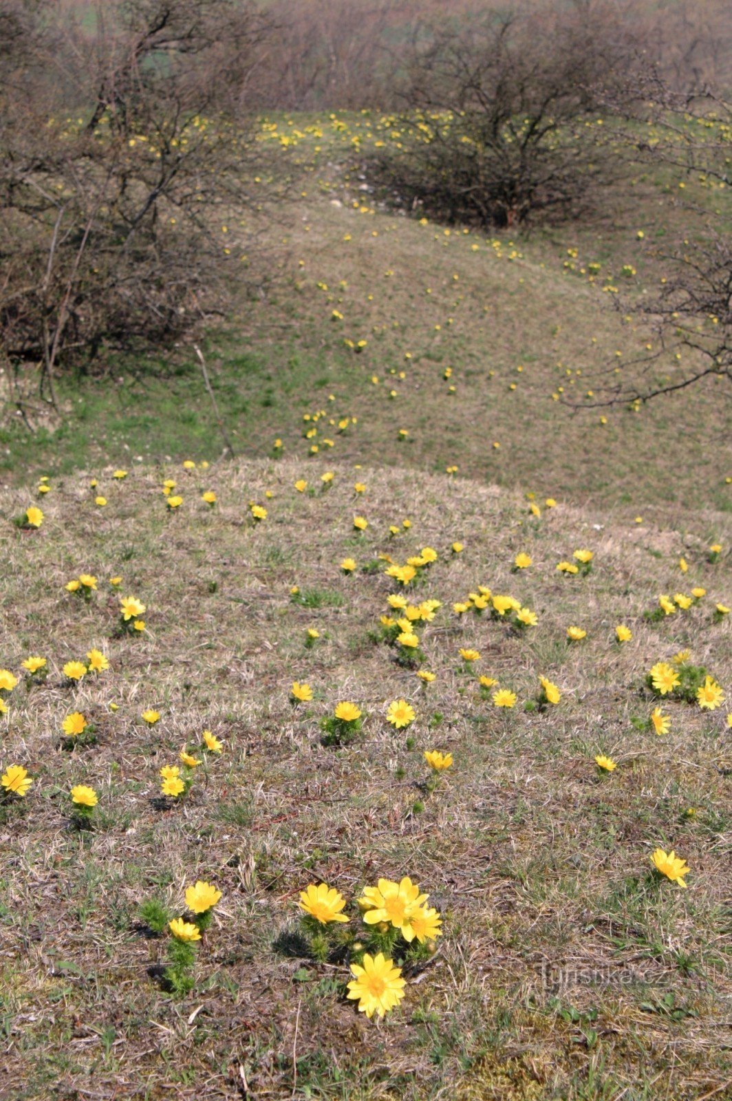 Những chùm mullein mùa xuân trên Kamenice