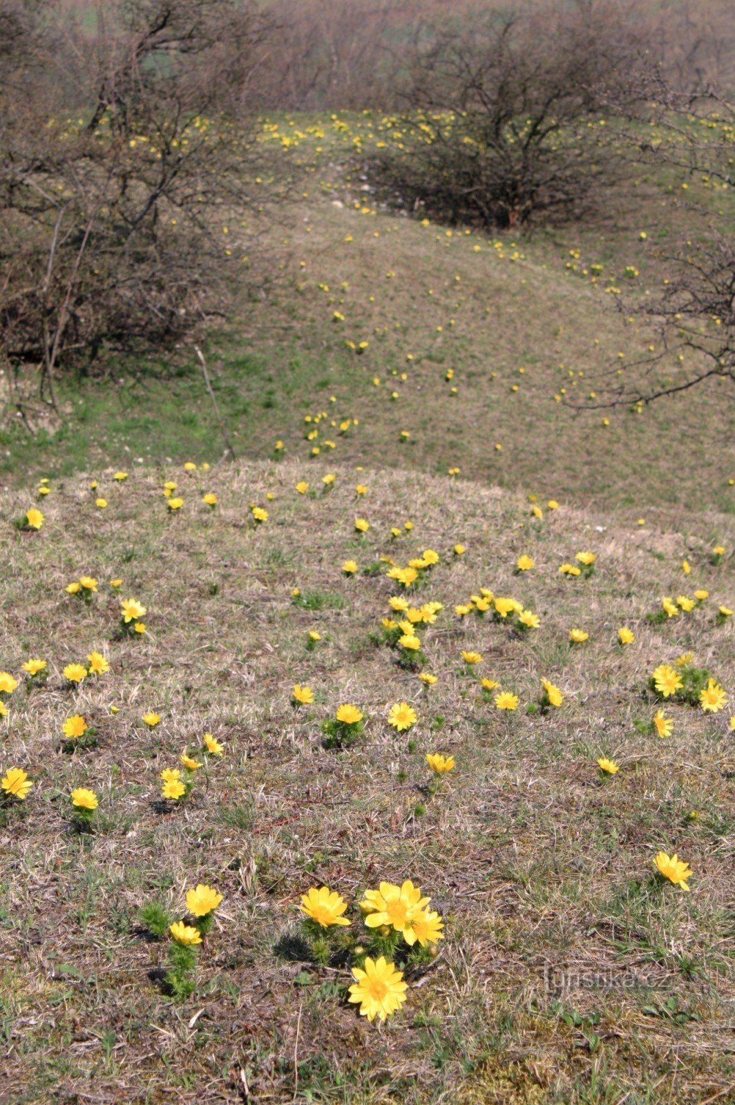 Mazzi di verbasco primaverile a Kamenice