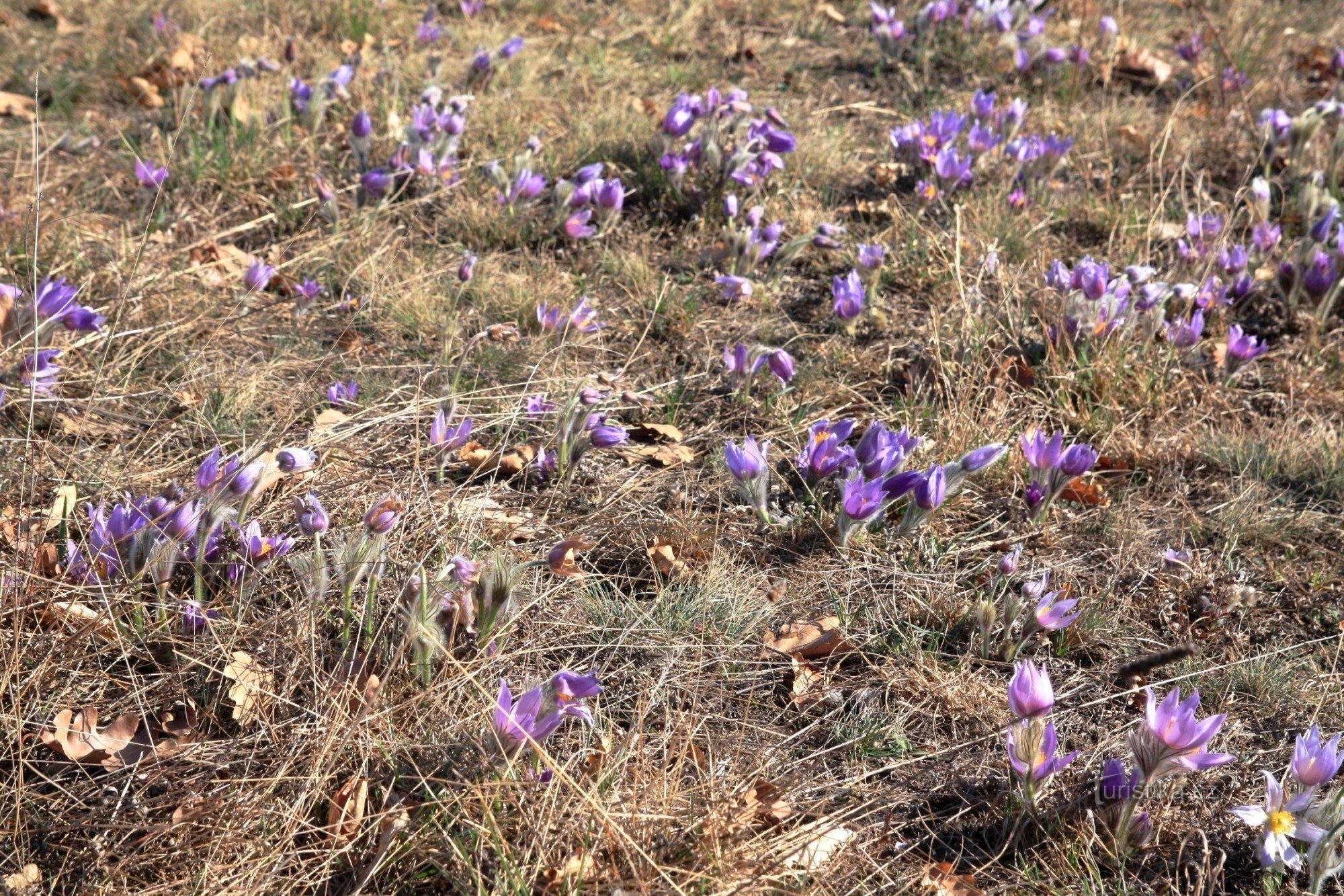 Mazzi di fiordaliso a fiore grande