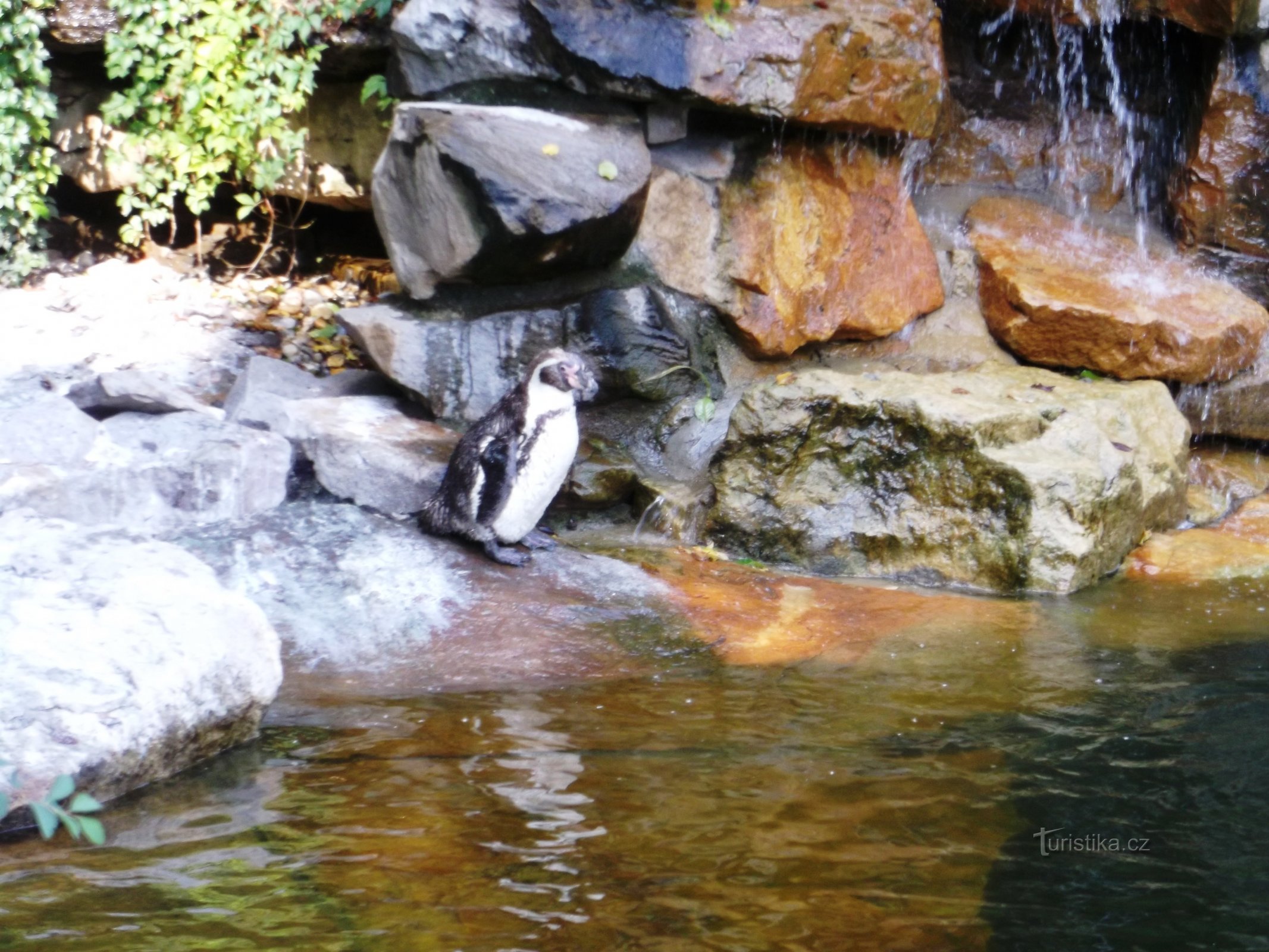 the Humboldt penguin lives in Peru and Chile