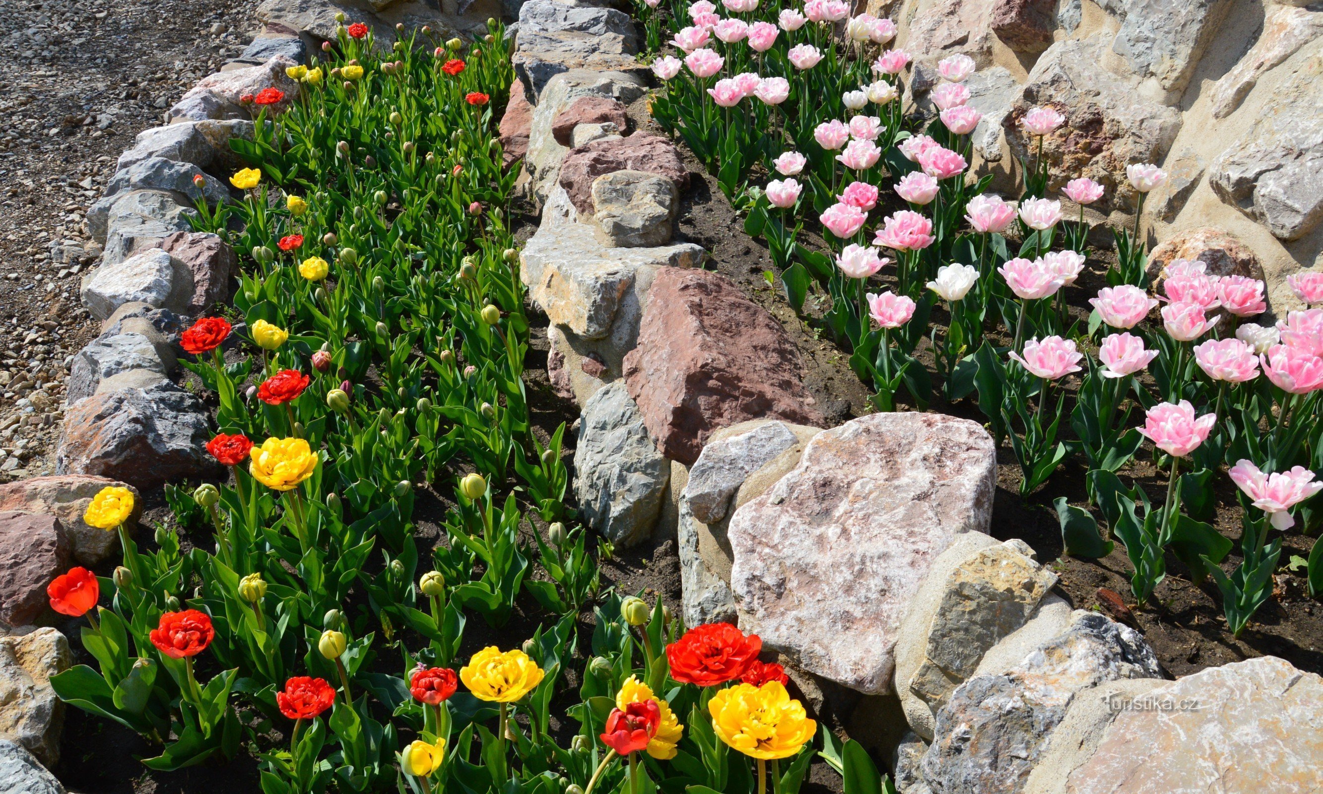 tulips in garden park