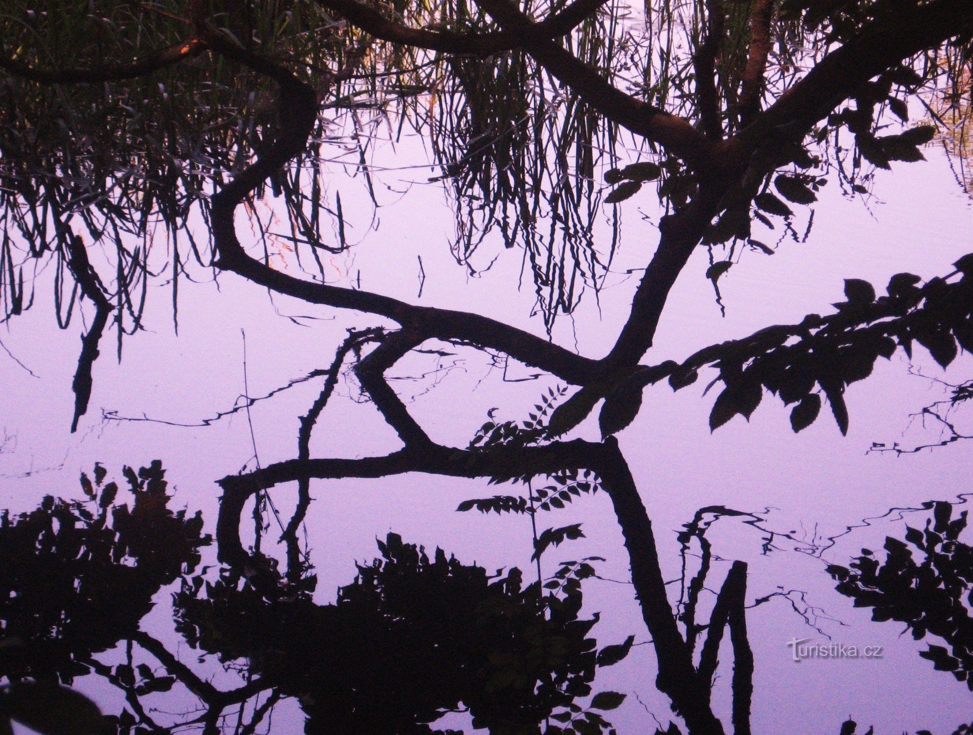 Pond in floodplain forest