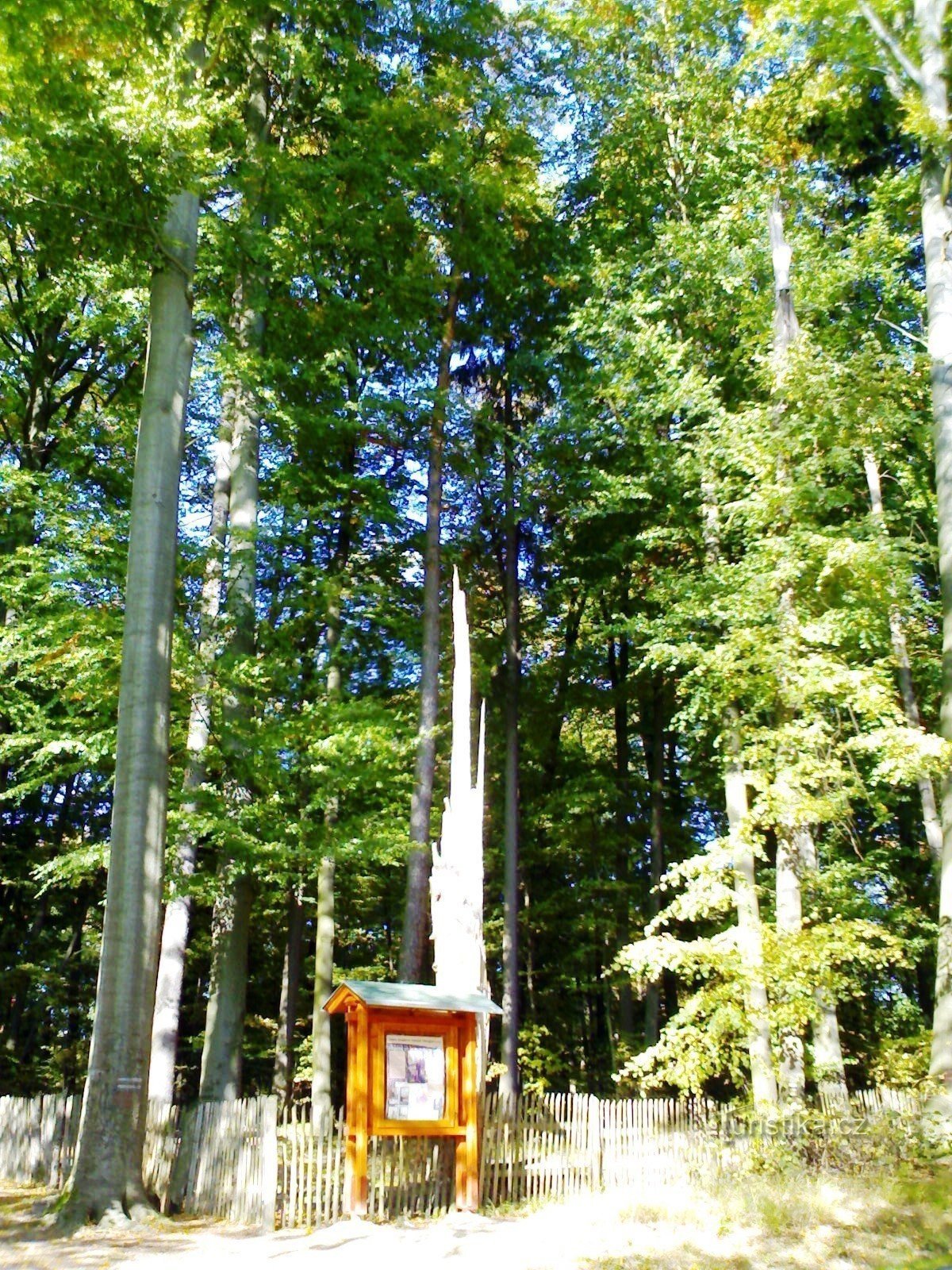 turistické rozcestí Homole (Buky u Vysokého Chvojna)