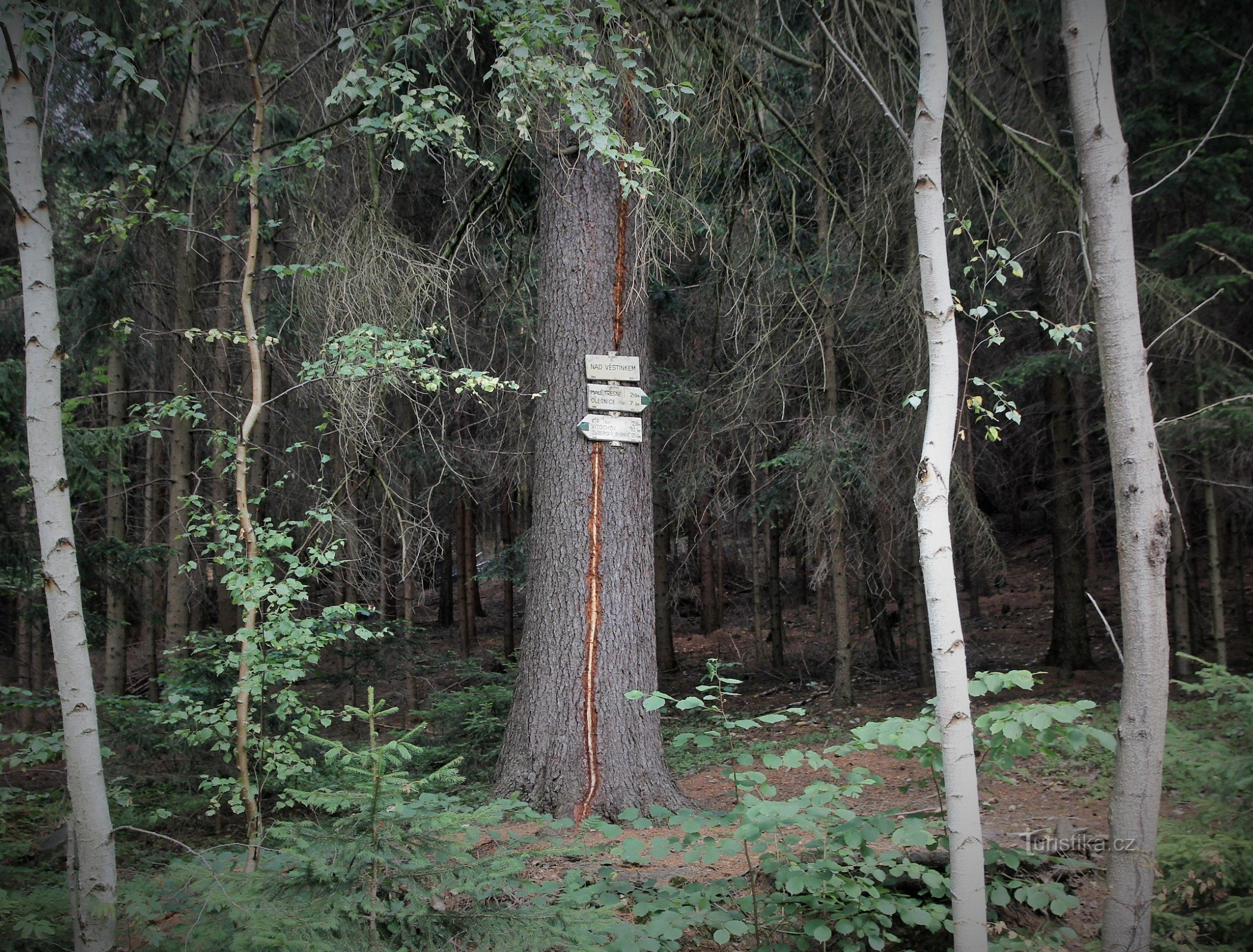 Turistické rozcestí Nad Věstínkem (léto 2015)