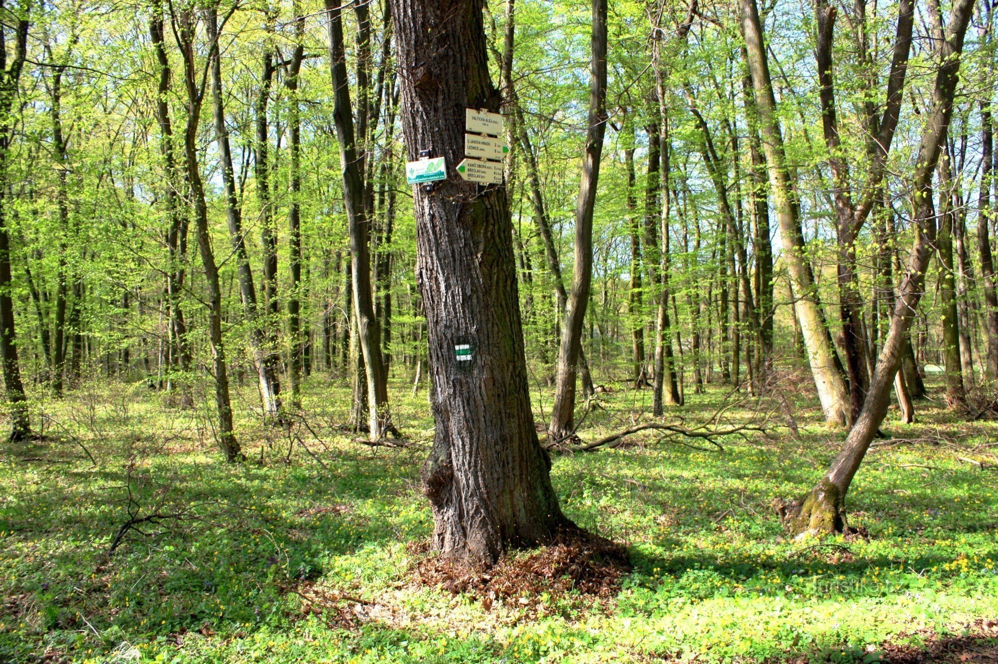 Encruzilhada turística Valtická alej