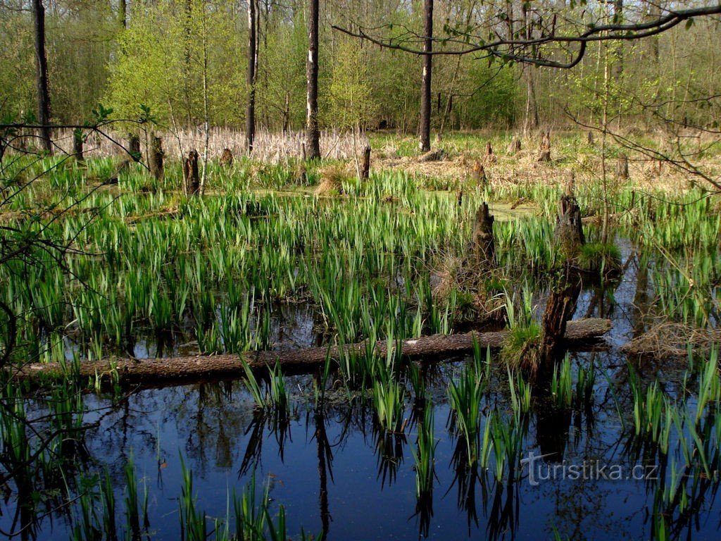 Turkov - wetland