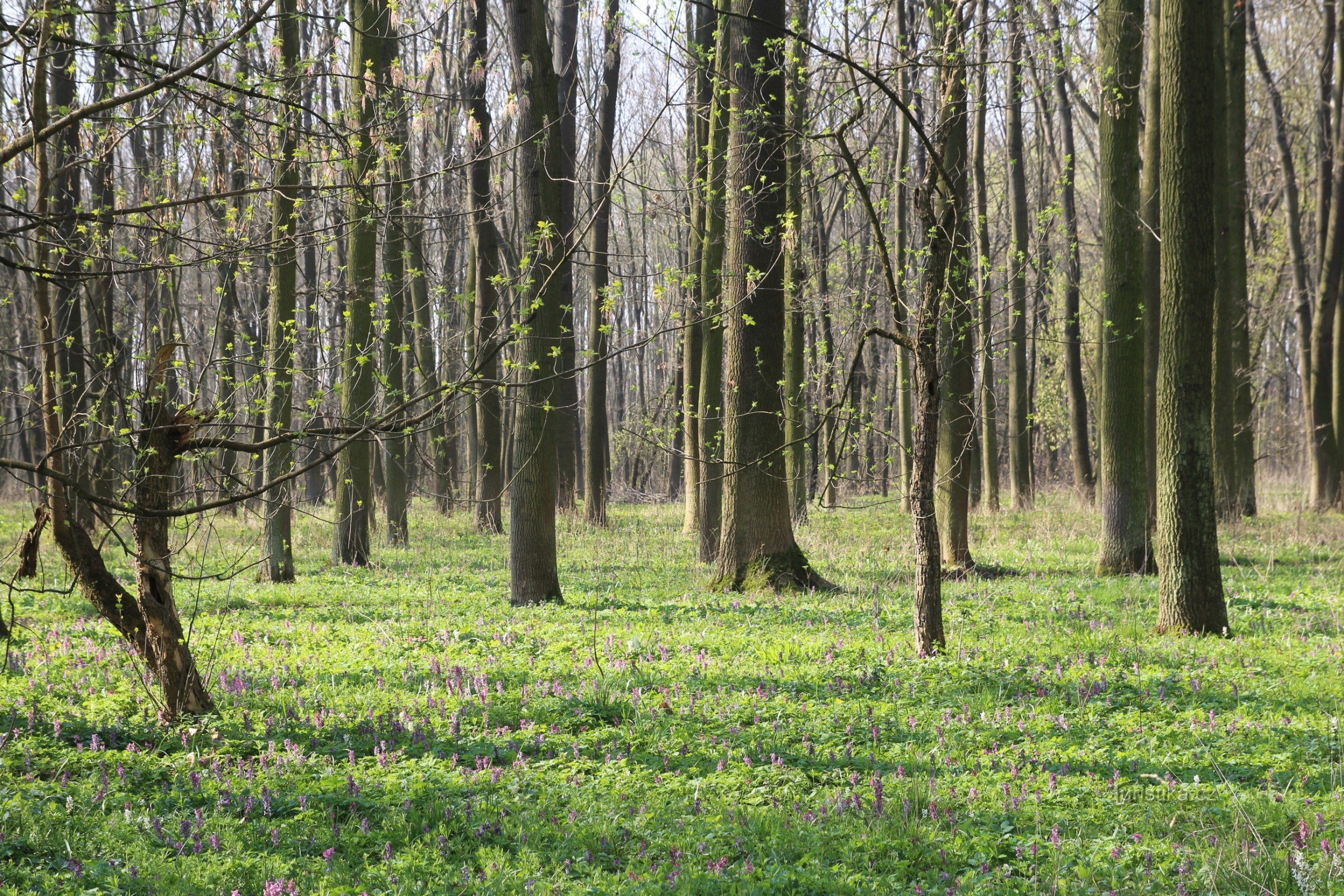 Hard oak liquor with rich spring undergrowth