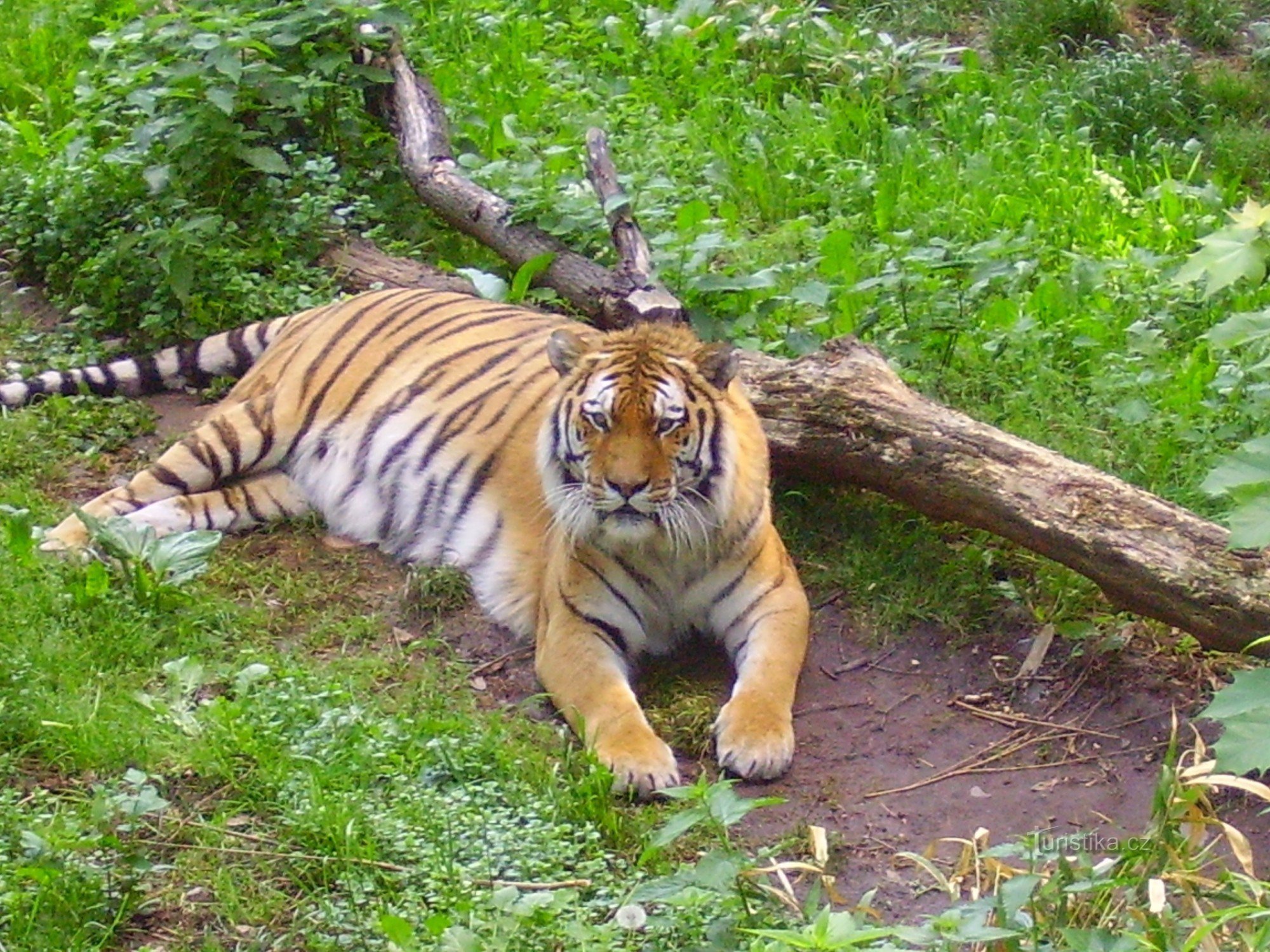 Tiger