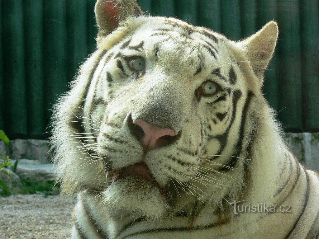 un tigru