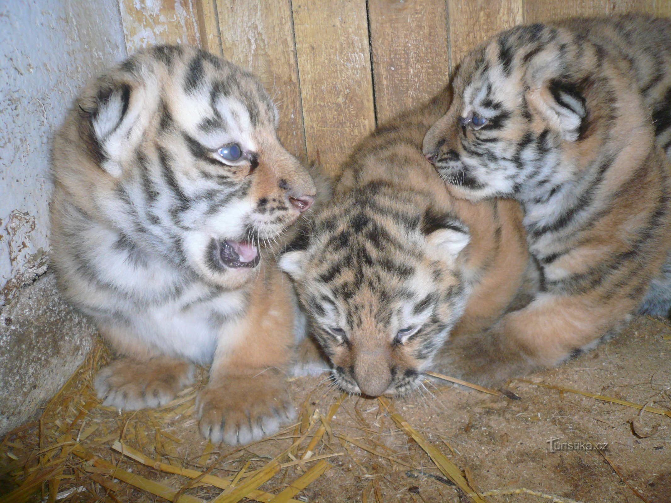 Tiger baptism in Ringelland near Kutná Hora