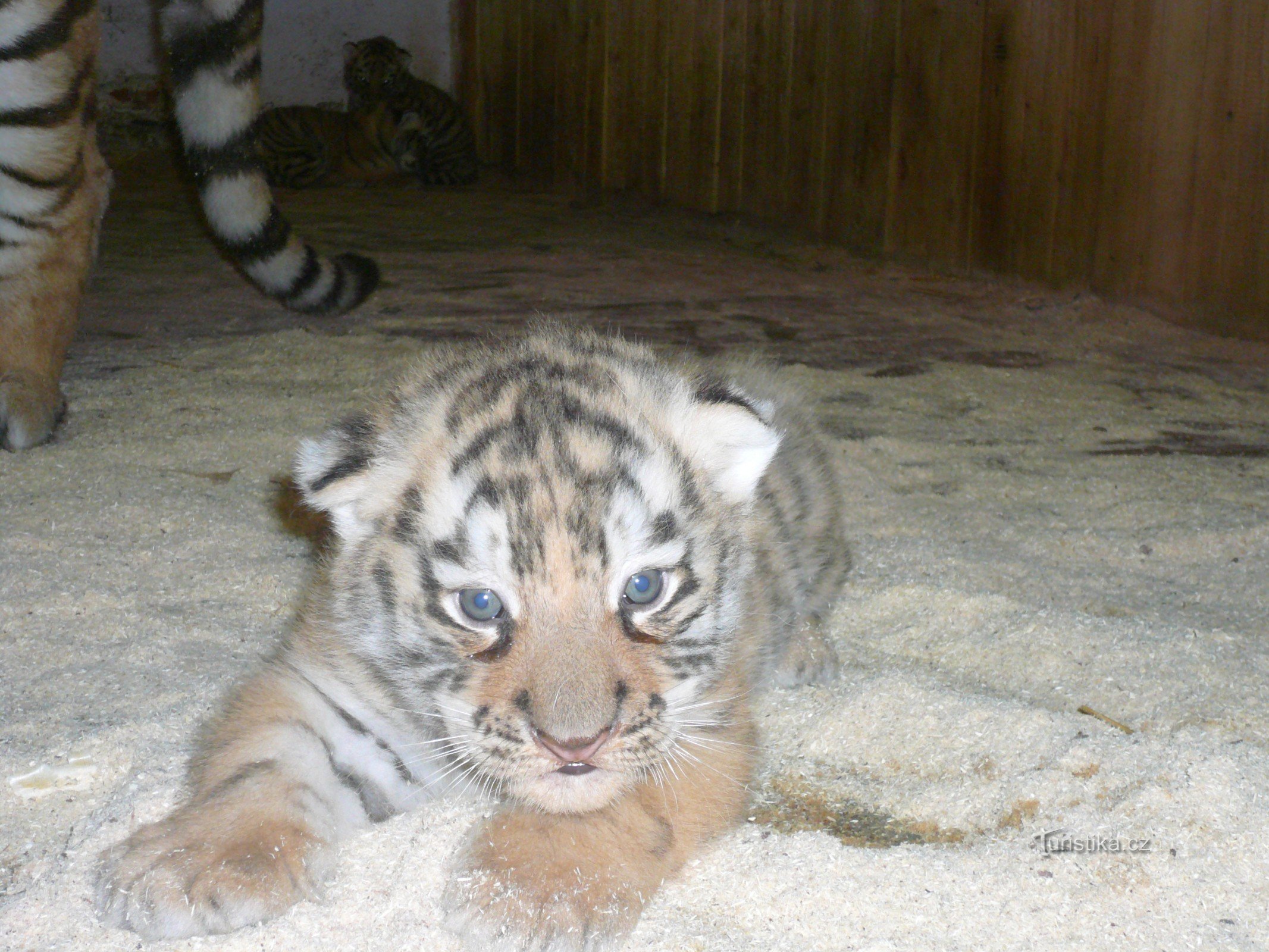 Baptême du tigre à Ringelland près de Kutná Hora