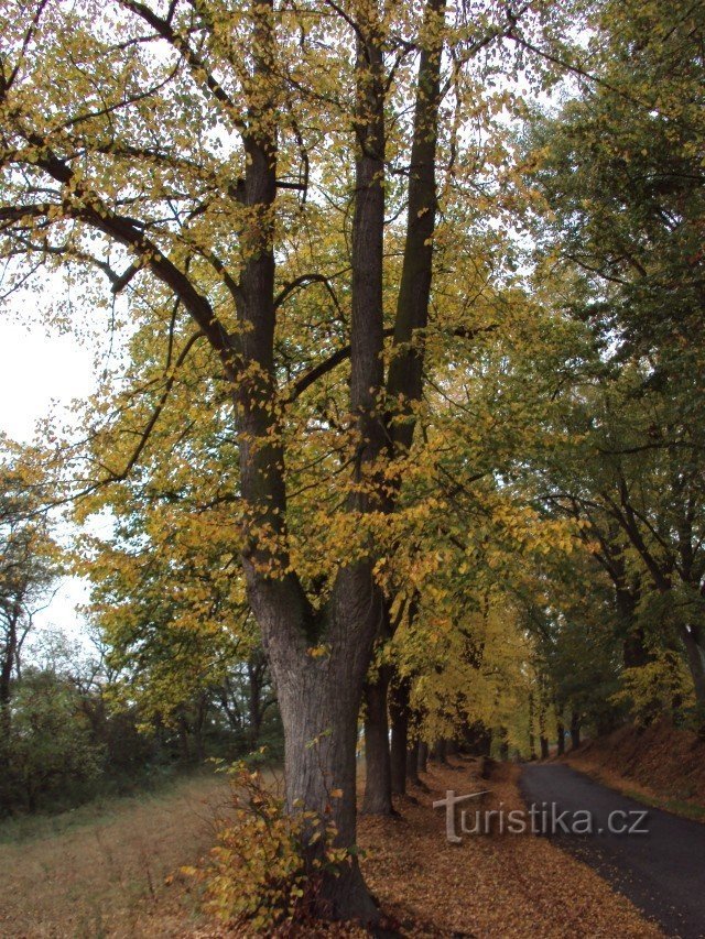 Tyn nad Vltavou