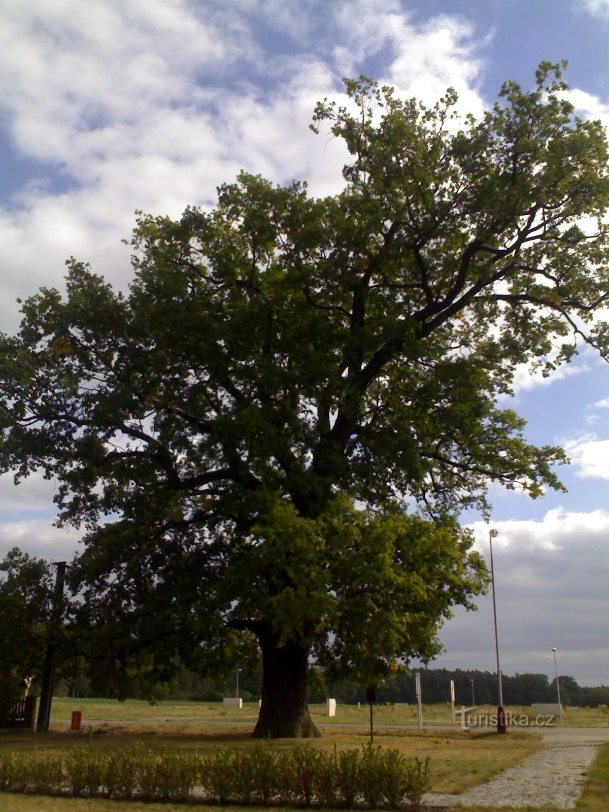 Týniště nad Orlicí - quercia commemorativa