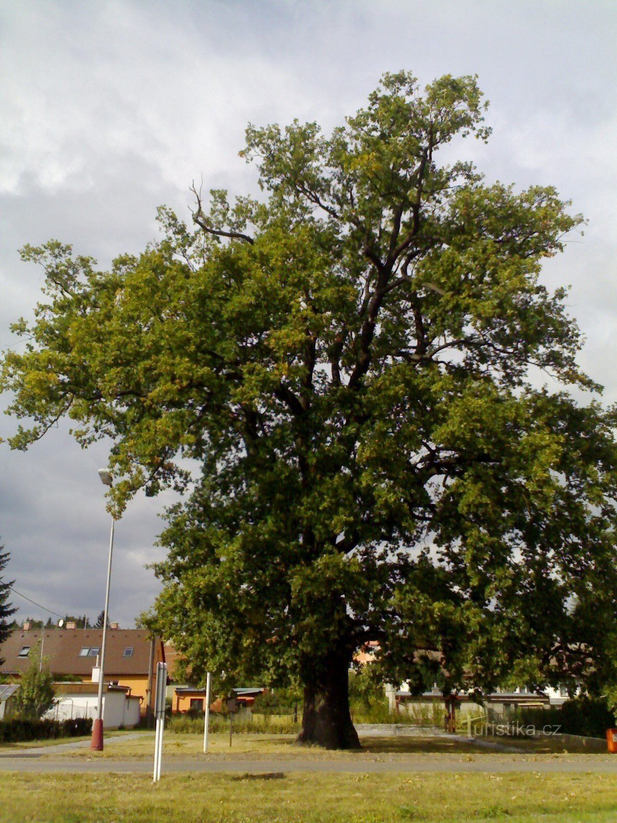 Týniště nad Orlicí - Gedenkeiche