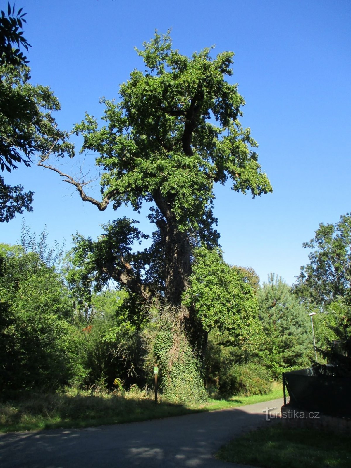 Takozvani Katastarski hrast (Lázně Bohdaneč, 9.9.2020.)