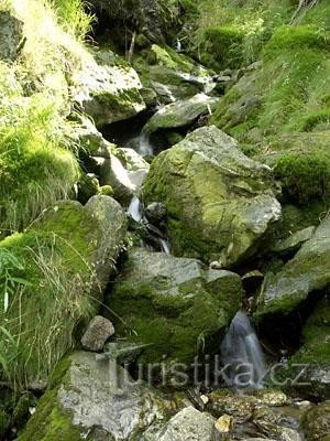 Tại White Stream