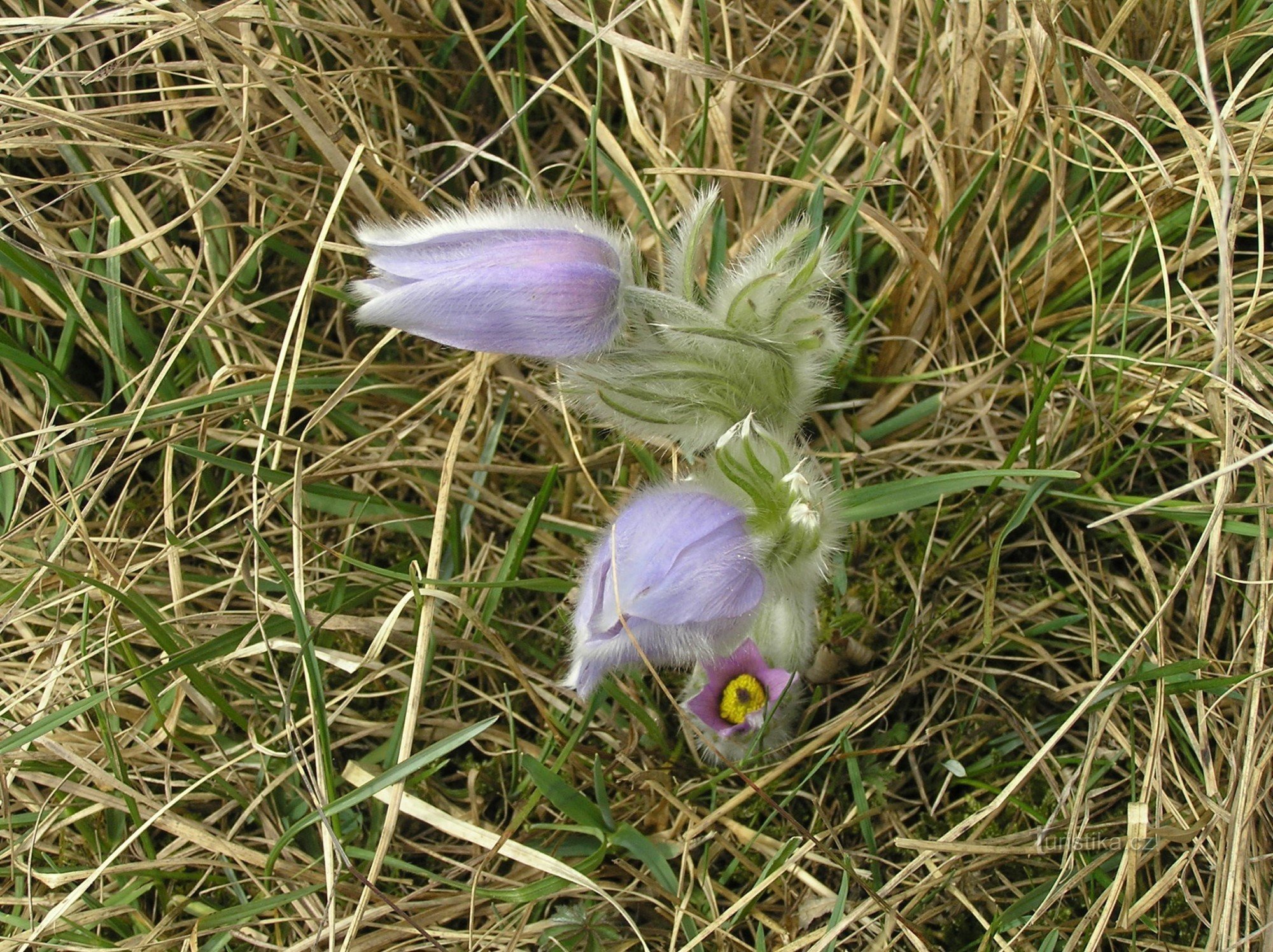 In weißem Ton - Pulsatilla grandis (Pulsatilla grandis) (April 2011)