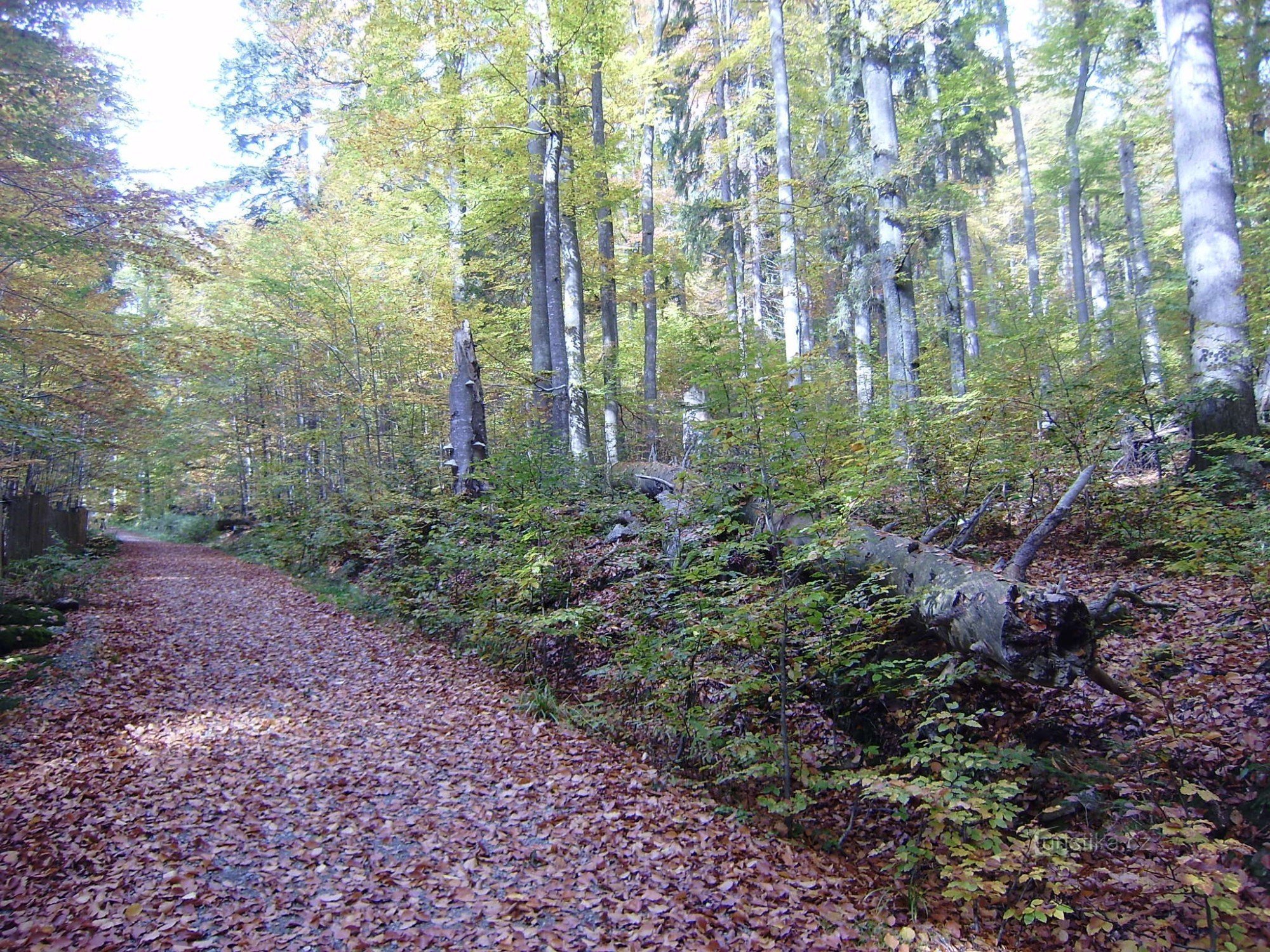 Ved Boubín-skoven