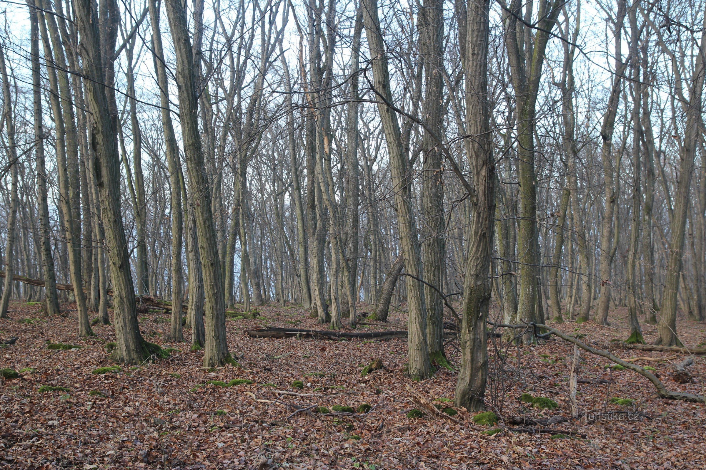 U Brněnka - rezervație naturală