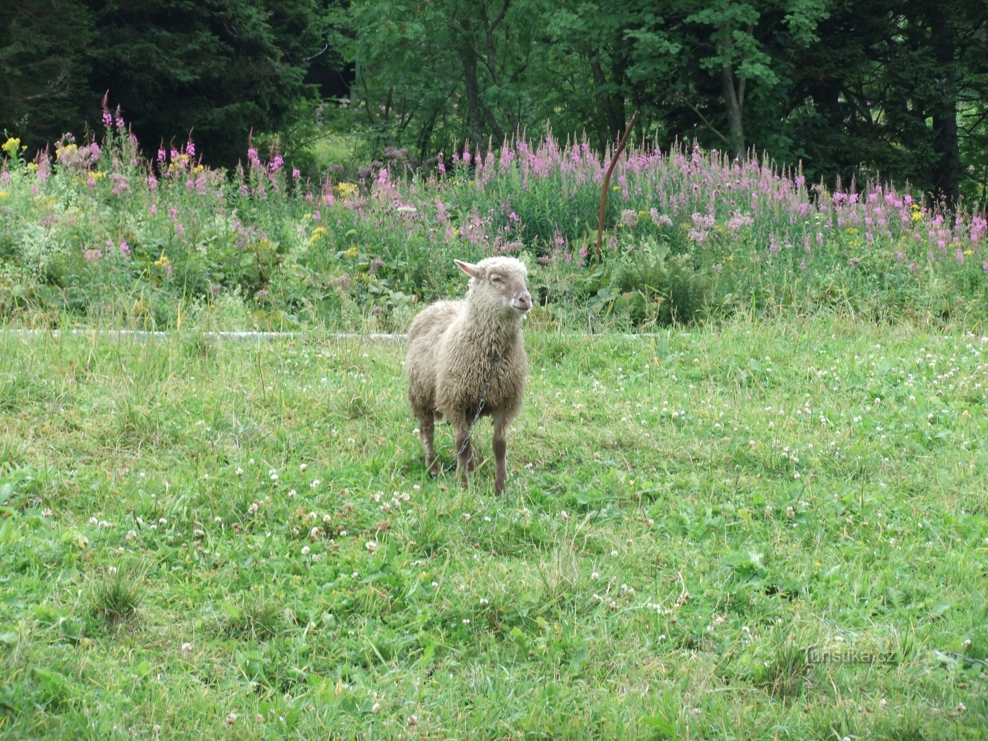 en la cabaña Ovčárny