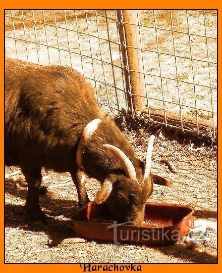 ハラホフカにはミニ動物園もあります