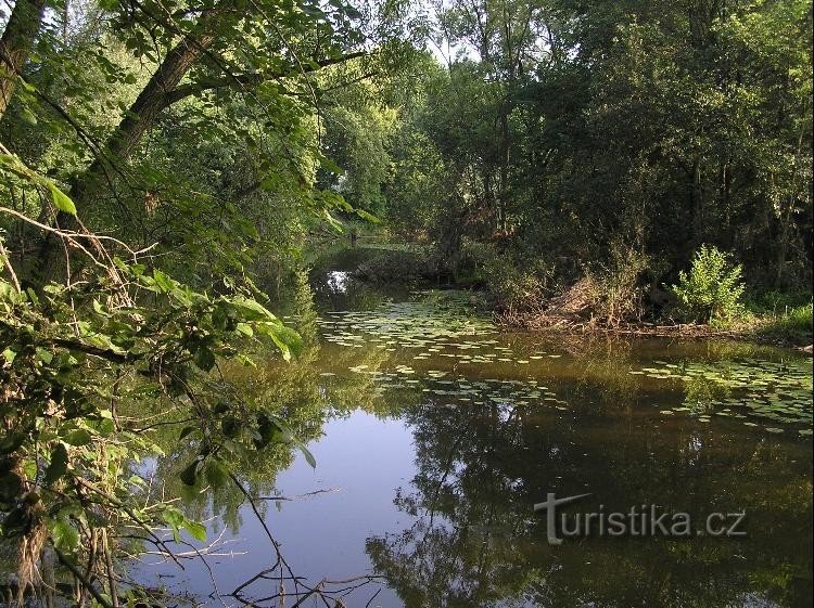 na zgornjem koncu roke