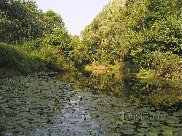 на верхньому кінці сліпої руки