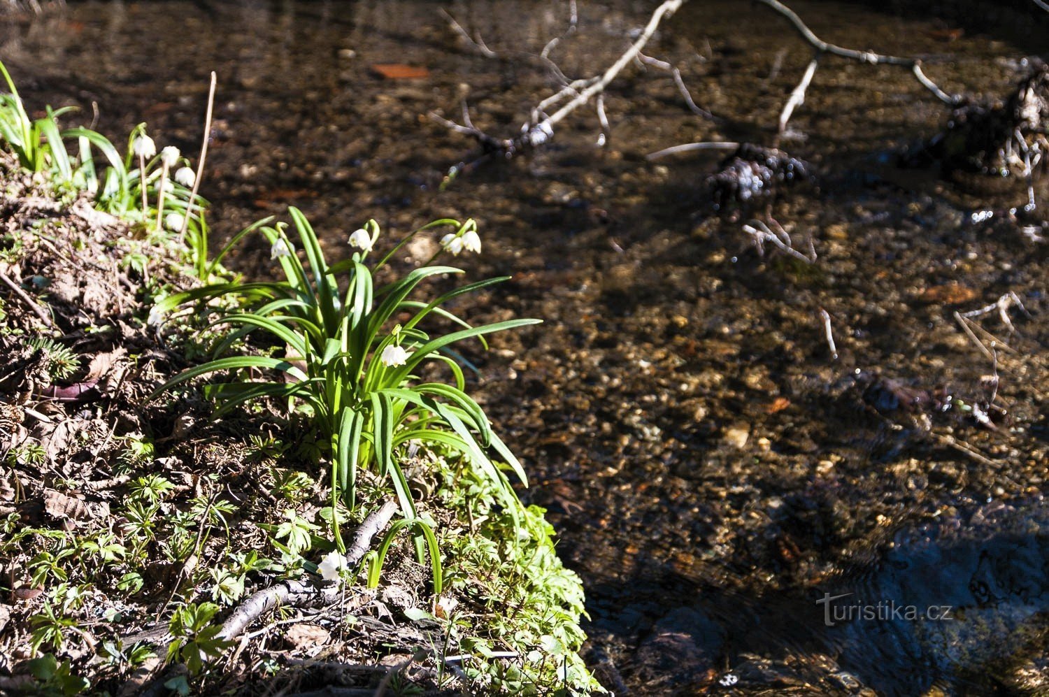 At Hranicní brook