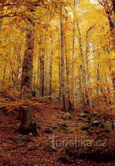 près de Kamenička : forêt de hêtres près de Kamenička