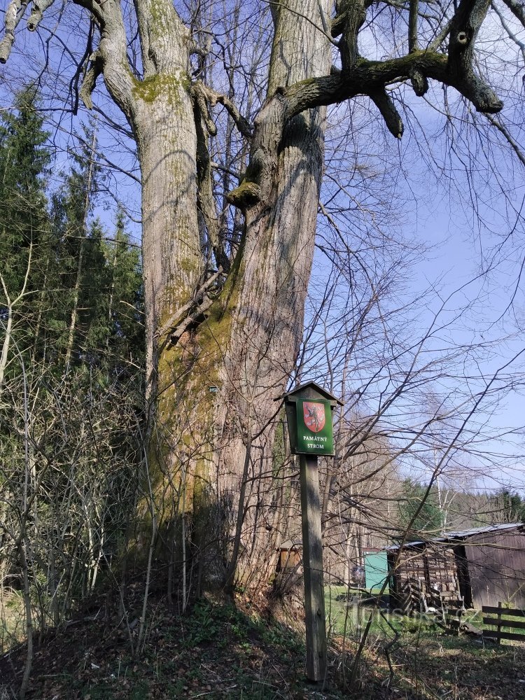 A törzs közelében egy emlékfa jelző is található