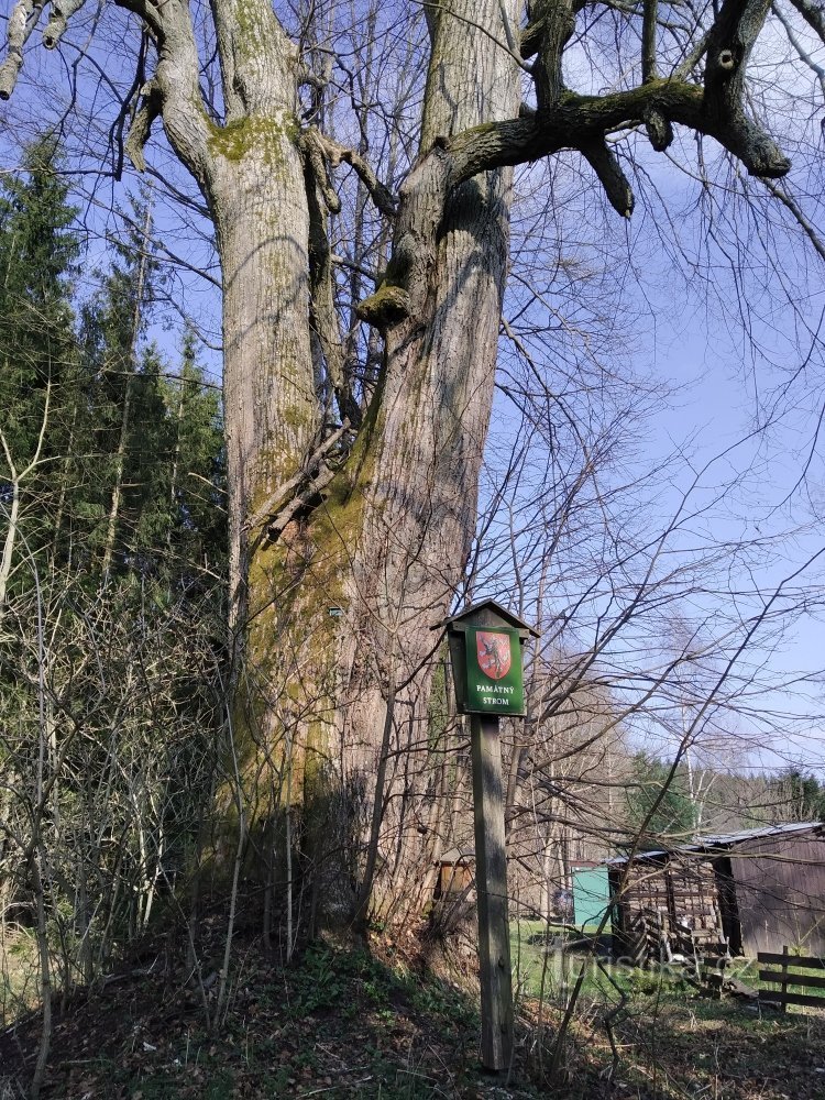 También hay un marcador de árbol conmemorativo cerca del tronco.