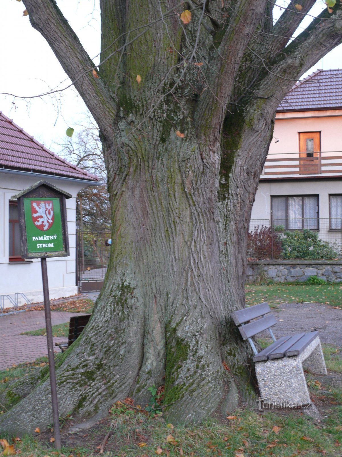 Przy pniu drzewa pamiątkowego znajdują się ławki i tabliczki wskazujące pamiątkowe drzewo