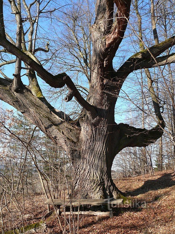 Det finns en träbänk vid stammen med tjocka grenar.