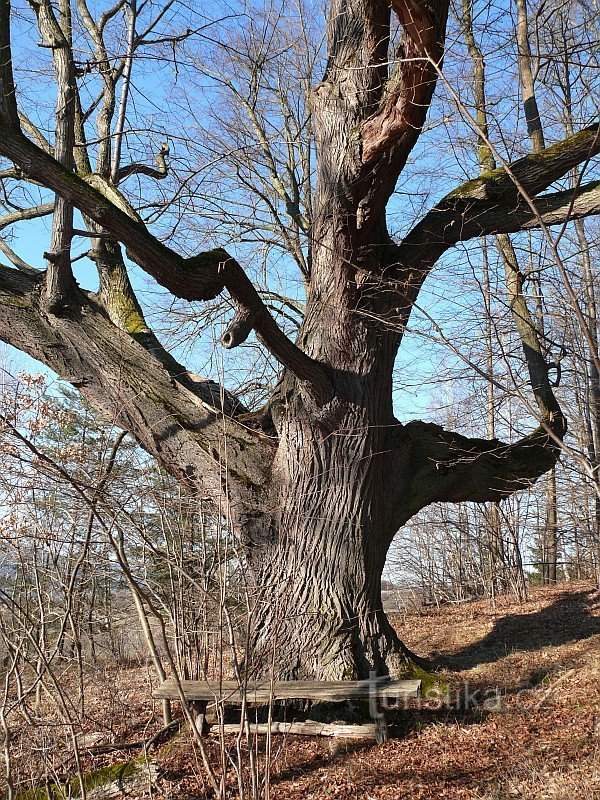 There is a wooden bench by the trunk with thick branches.