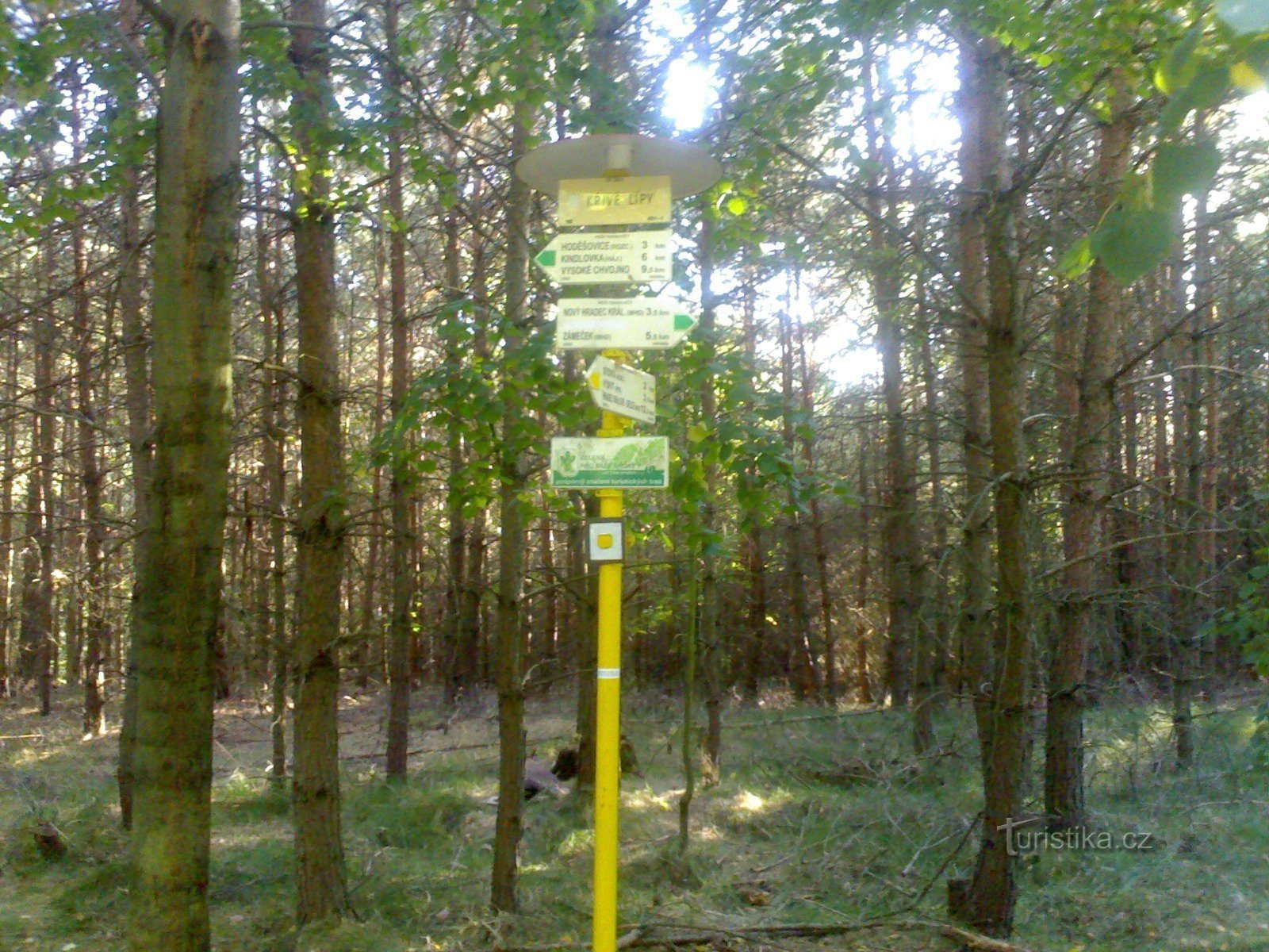 U Křivé lypy - Hradecké lesy