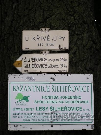 Przy krzywej lipie: Przy krzywej lipie - detal