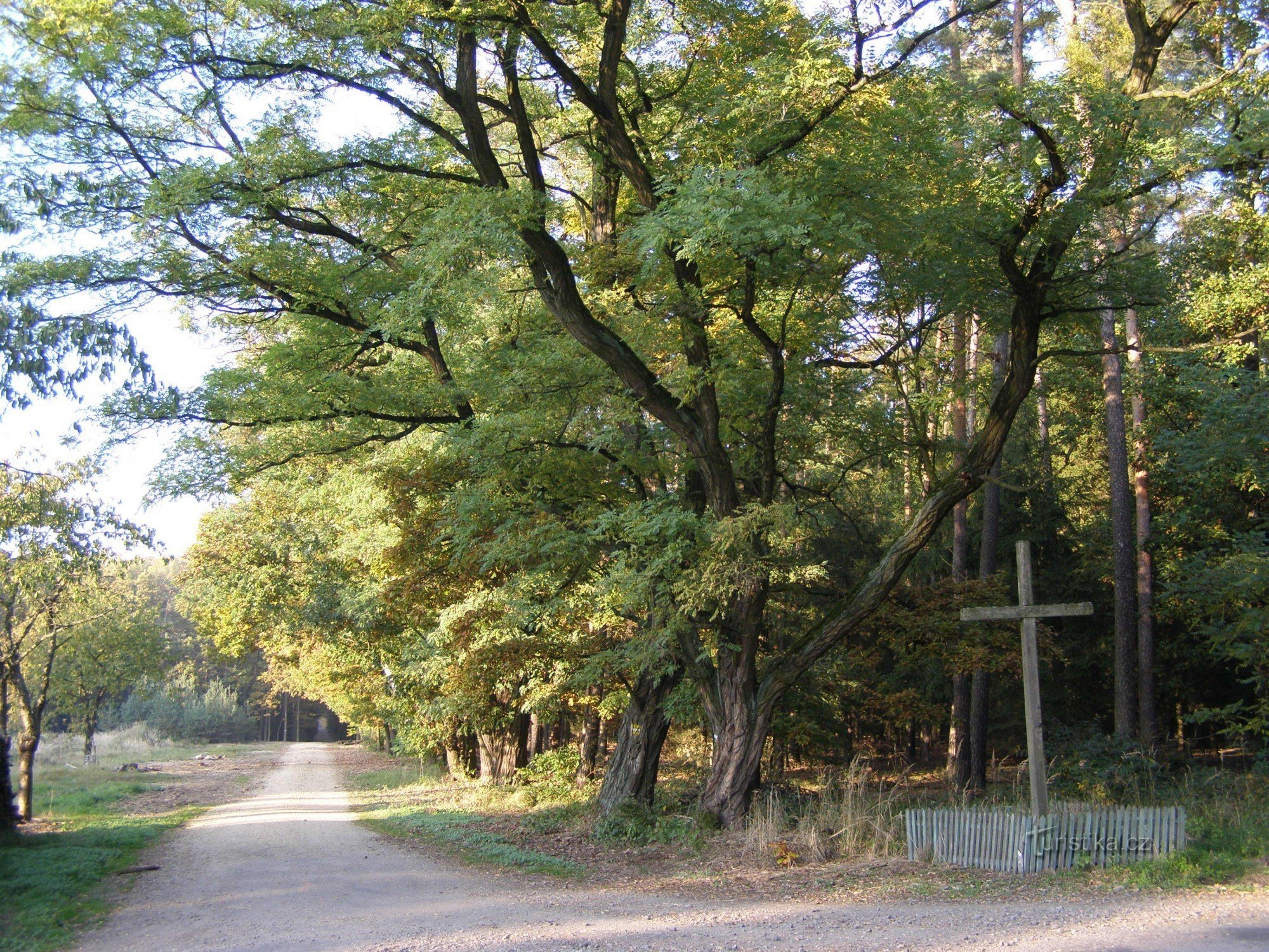 A la croisée des chemins - Hradecké lesy