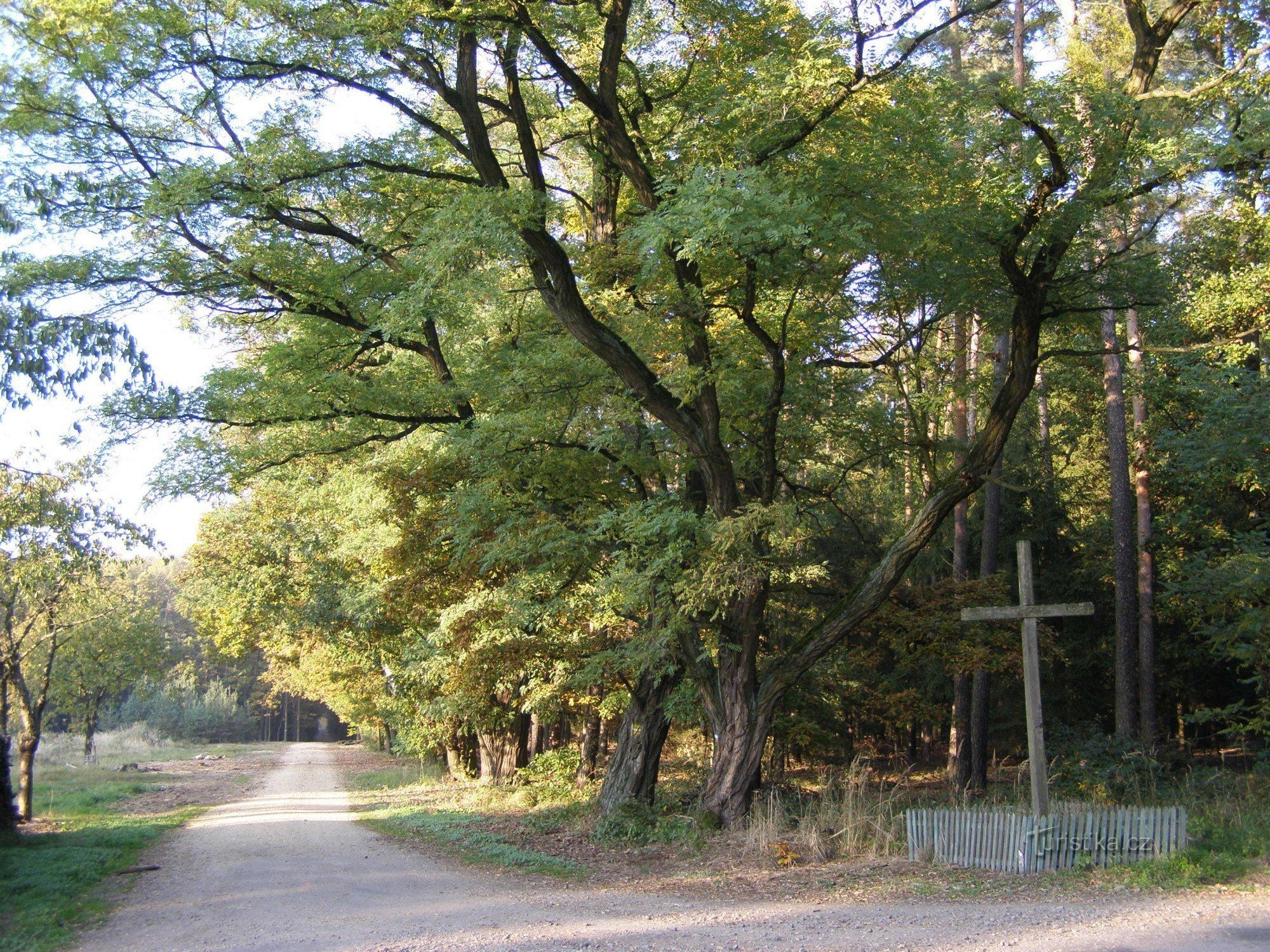 Na raskrižju - Hradecké lesy