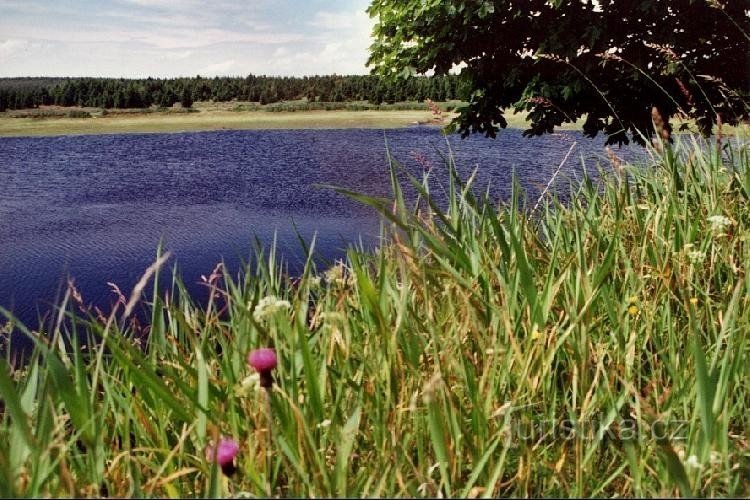 bij het Novodomský veenmoeras: Starý rybník