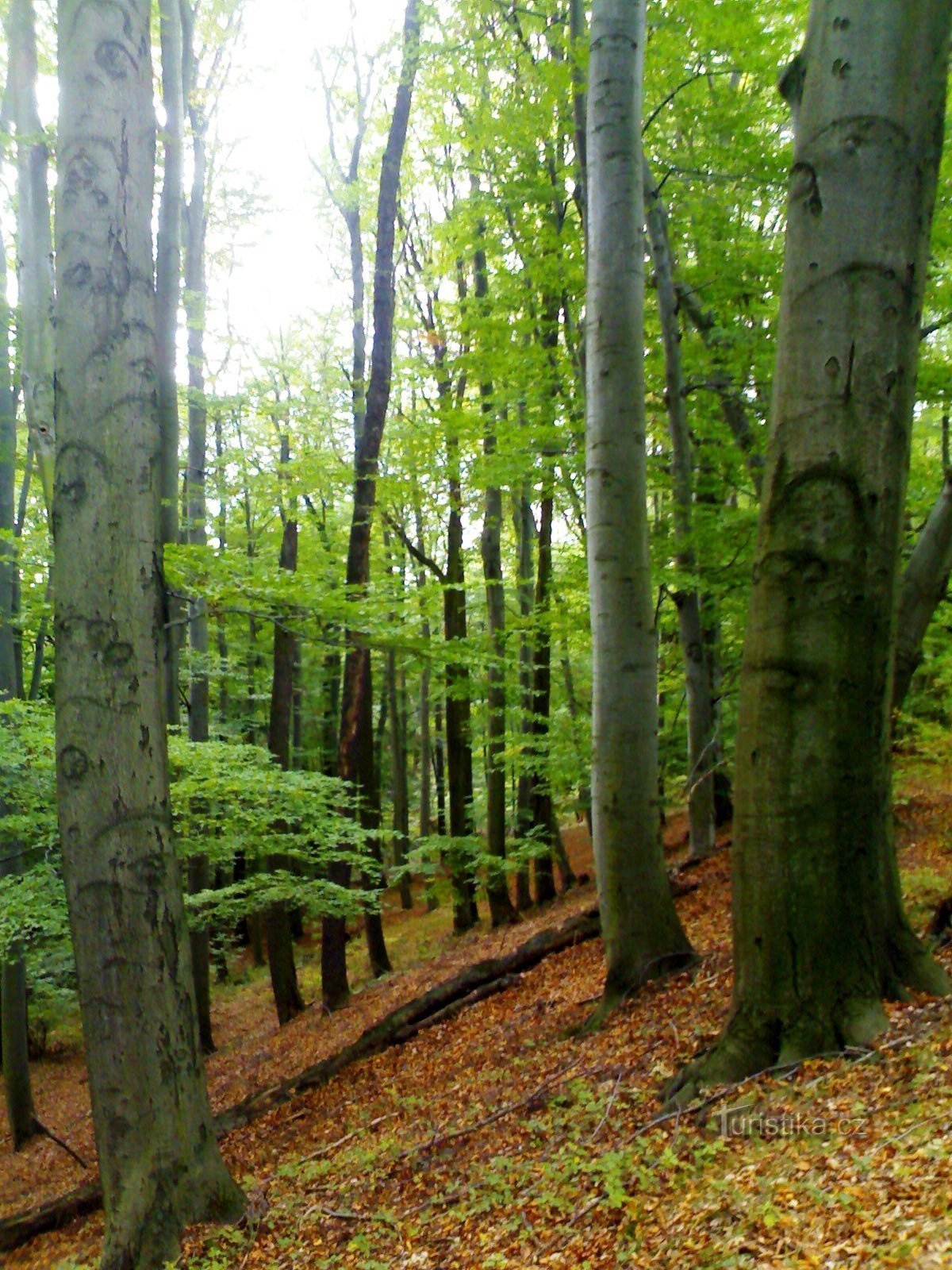 In het park - Prachovská straň