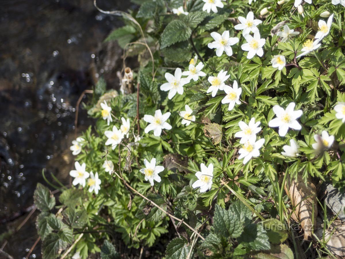 By the stream near the crossroads