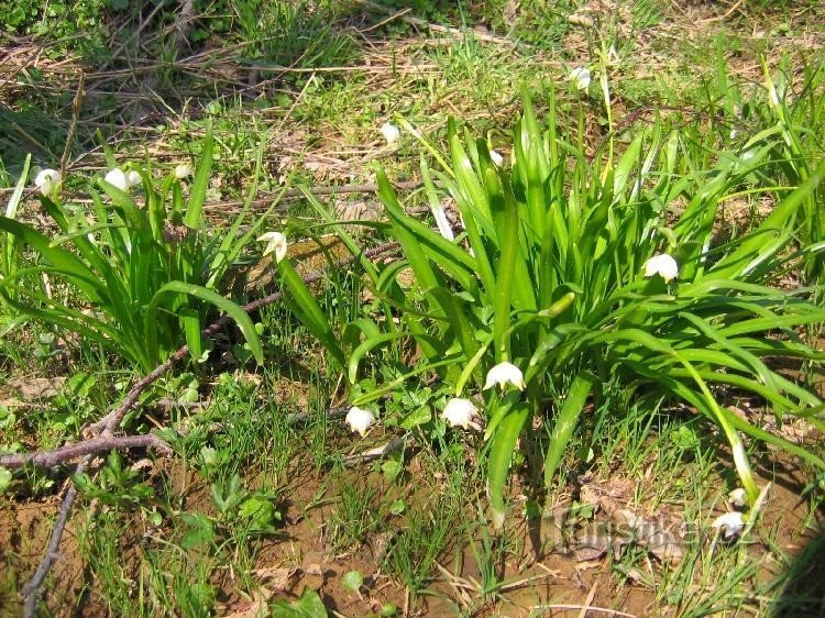 at the Metuje spring