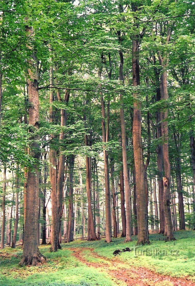 U Římské studánky