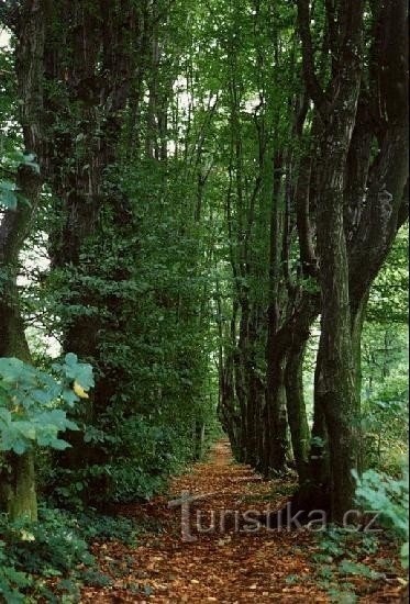 u Starák: alee din fostul parc al castelului