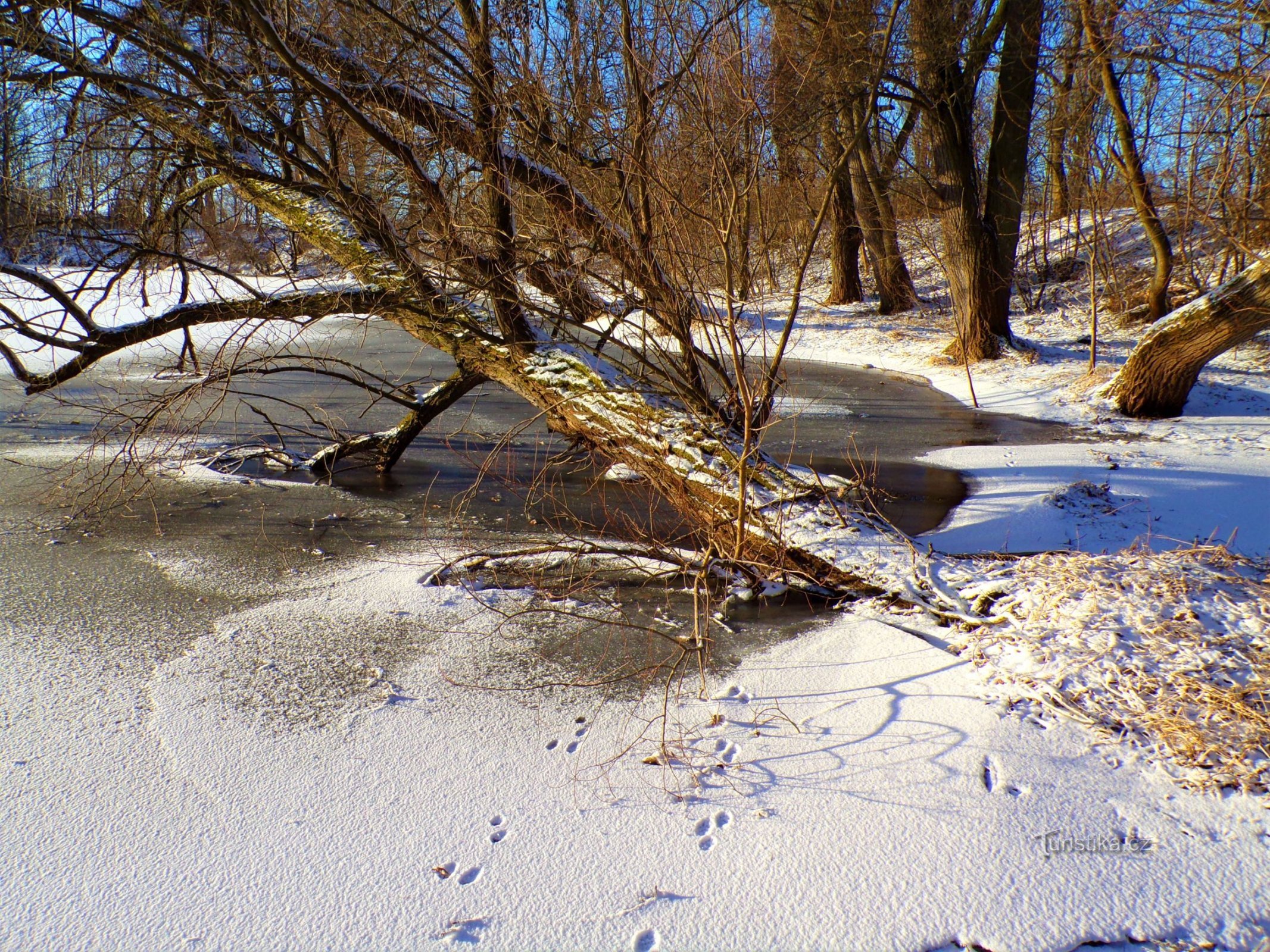 U Staré Labe u Třebšu (Hradec Králové, 21.1.2022.)