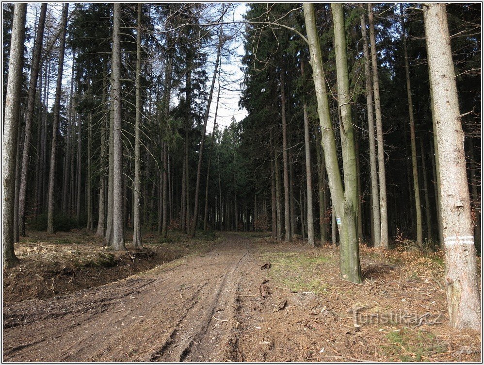 Vid turistkorsningen Merklovská alej