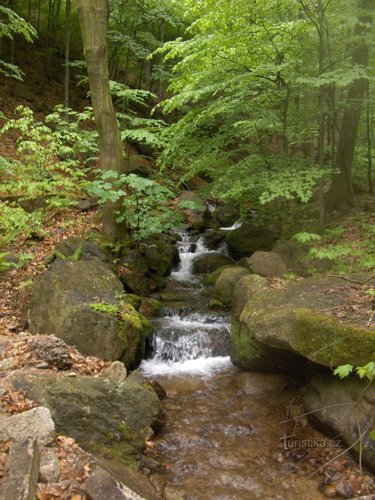 Albrechtický stream valley.